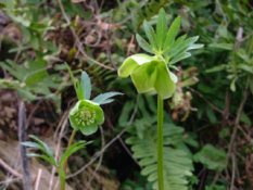 Helleborus multifidus bestellen